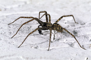 brown and black spider with long legs
