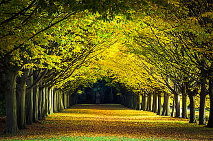 landscape photo pathway between trees, cambridge HD wallpaper