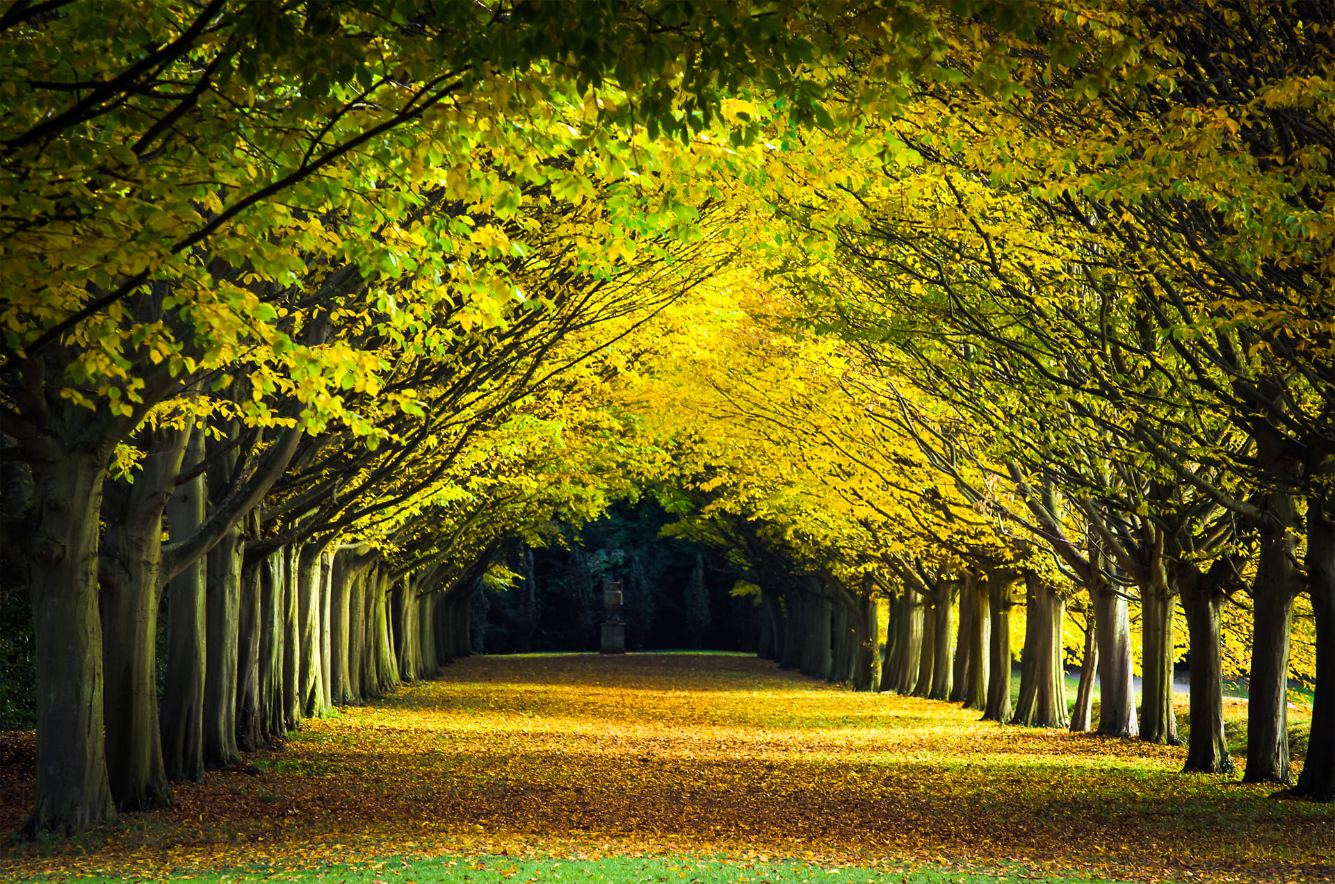 Landscape Photo Pathway Between Trees Cambridge Hd Wallpaper