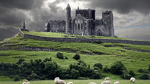 gray concrete castle, castle, animals, landscape, Ireland