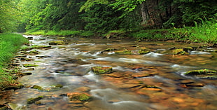 river near green grass HD wallpaper