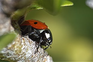 tilt shift lens of ladybug on gray tree branch during daytime, mariquita