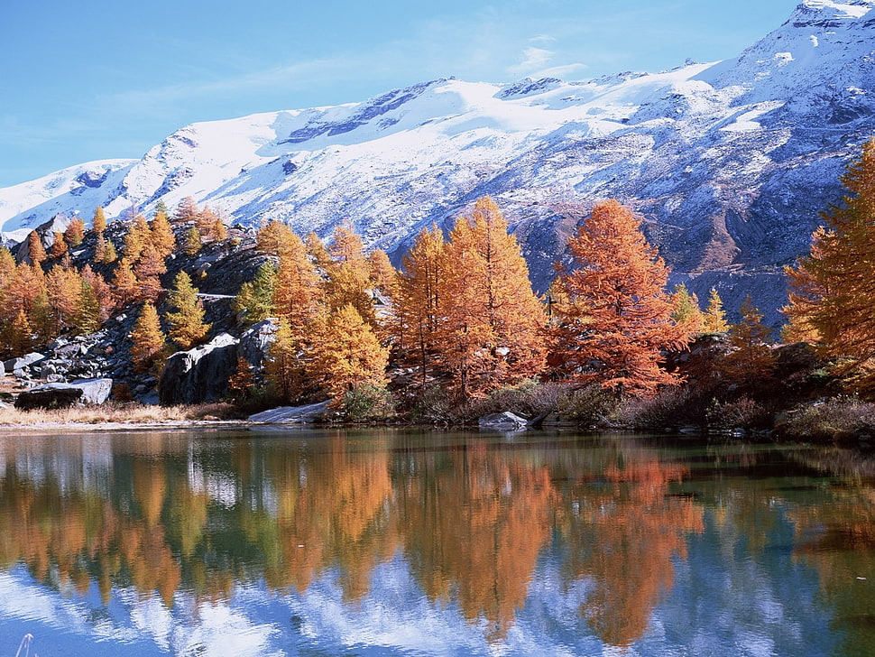 orange leaf trees near lake with snow-covered mountain background HD wallpaper