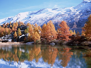 orange leaf trees near lake with snow-covered mountain background