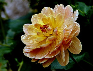 selective focus photography of yellow and pink petaled flowers, dahlia