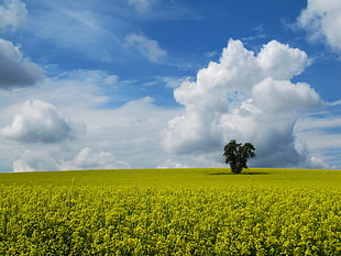 green tree surrounded by green plants field under cloudy blue sky during daytime, rapeseed