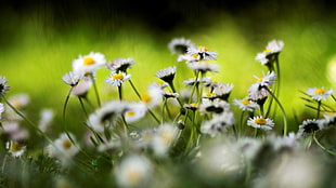 depth of field photography of bed of daisy flower