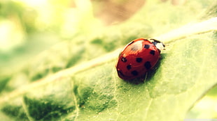 red and black ladybug on green leaf HD wallpaper