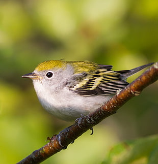 yellow, gray and white bird, chestnut-sided warbler HD wallpaper