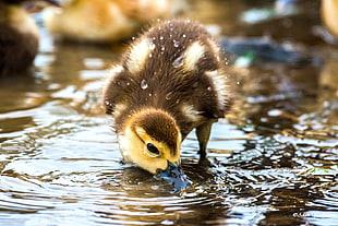brown and yellow duck drinking pond water
