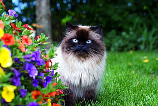 Siamese cat, animals, cat, flowers, angry HD wallpaper