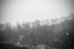snow, snowdrops, monochrome HD wallpaper