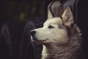 adult white Siberian Husky, Siberian Husky , dog, tires