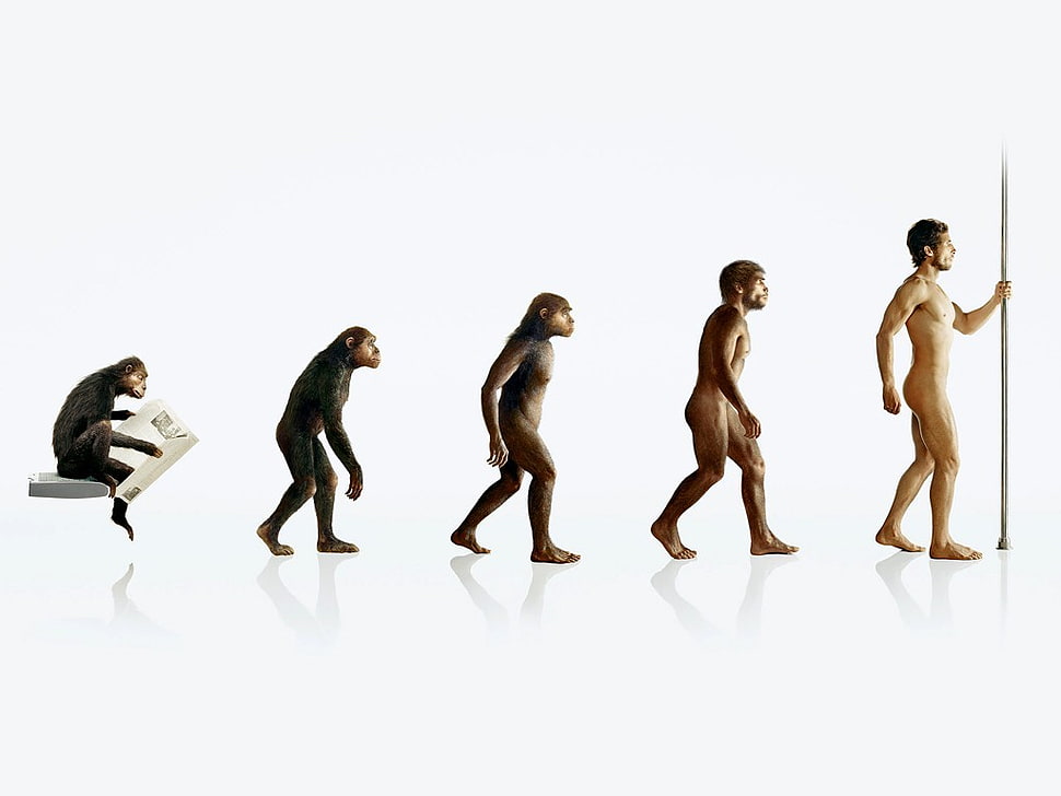 human evolution illustration, humor, evolution HD wallpaper
