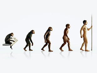 human evolution illustration, humor, evolution HD wallpaper