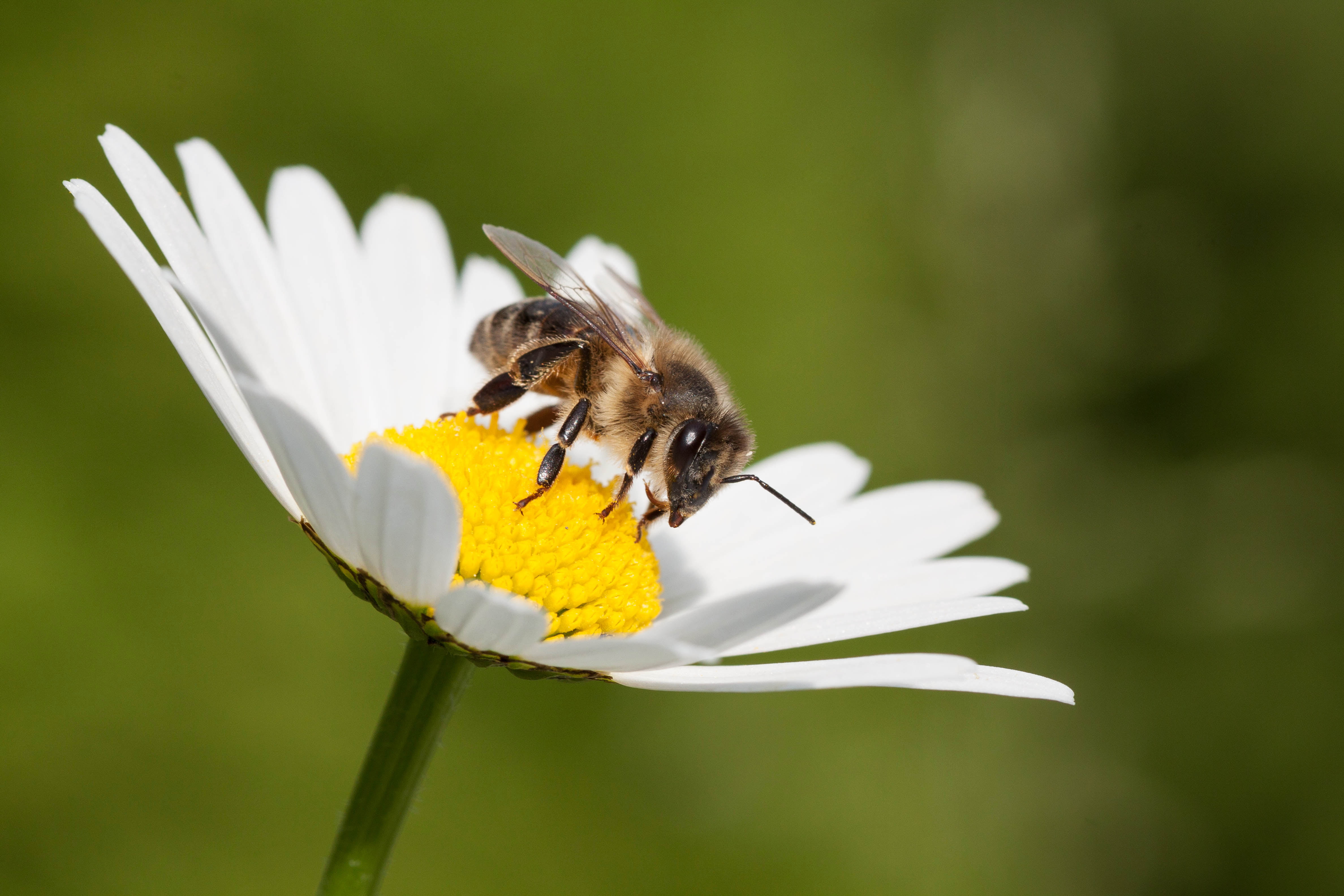 bee on top of white and yellow flower