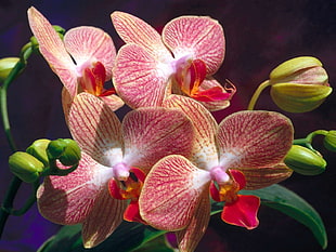 pink-red-and-white orchids