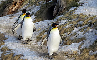 three white-and-gray penguins, animals, penguins, birds
