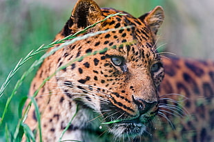 close-up photography of cheeteh