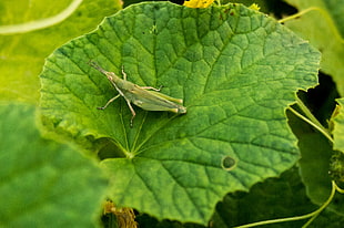 closeup photo of green grasshopper