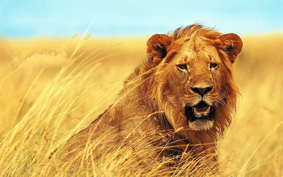 brown Lion HD wallpaper
