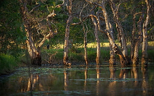 brown trees, nature, water, swamp