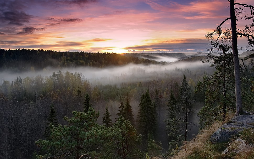 pine forest covered with fogs during sunrise HD wallpaper