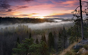 pine forest covered with fogs during sunrise