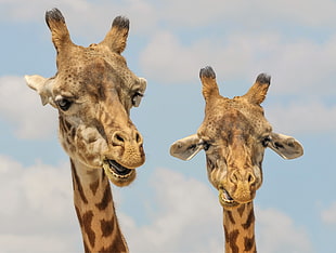 close up photography of two Giraffes HD wallpaper