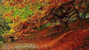 falling leaves photo HD wallpaper