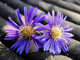 closeup photography of two purple petaled flowers in bloom