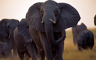 herd of elephant, nature, animals, wildlife, elephant HD wallpaper