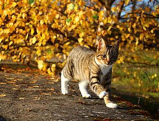 closeup photo of grey Tabby cat running during daytime