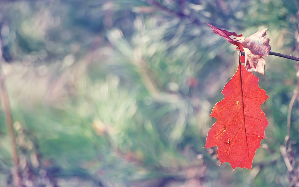 shallow focus photo red maple leaf HD wallpaper