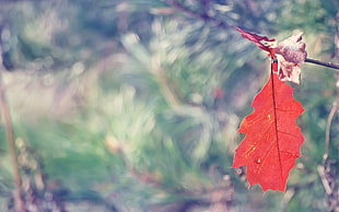 shallow focus photo red maple leaf