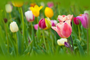 selective focus photography of assorted-color tulip field HD wallpaper
