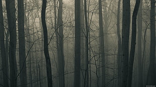 photography of foggy forest