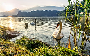white mute swan, nature, swan, animals, water HD wallpaper