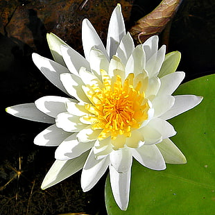 focus photography of white petaled flower, white waterlily