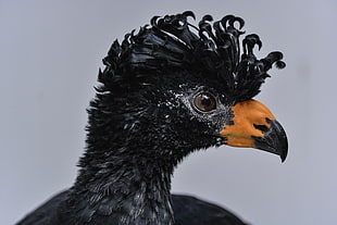 black Eagle, black curassow HD wallpaper