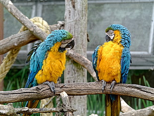 two blue-and-yellow macaws, Parrots, Couple, Birds HD wallpaper