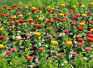 landscape photography of dahlia flowerfield HD wallpaper