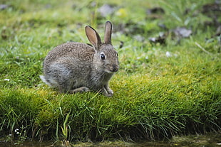 brown rabbit in green grass field HD wallpaper