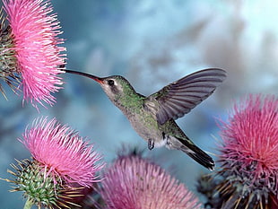 green hummingbird near pink petaled flower plant