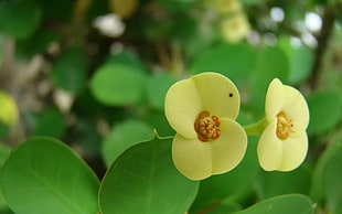 yellow crown of thorns flower HD wallpaper