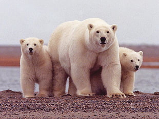 3 white polar bears