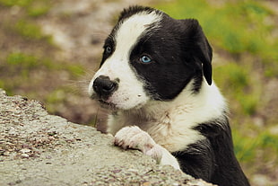 short-coated black and white puppy close-up photo during daytime