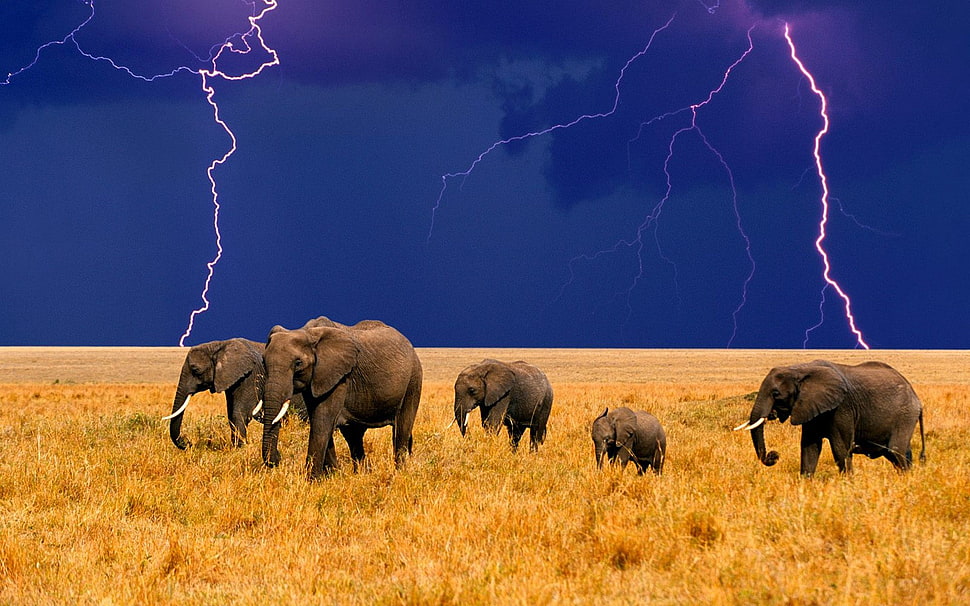 five grey elephants, animals, lightning, elephant, field HD wallpaper