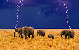 five grey elephants, animals, lightning, elephant, field
