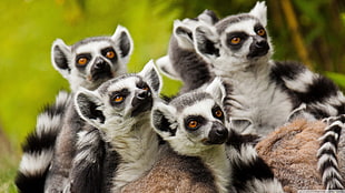 five black-and-white sugar gliders, animals, lemurs, wildlife, mammals